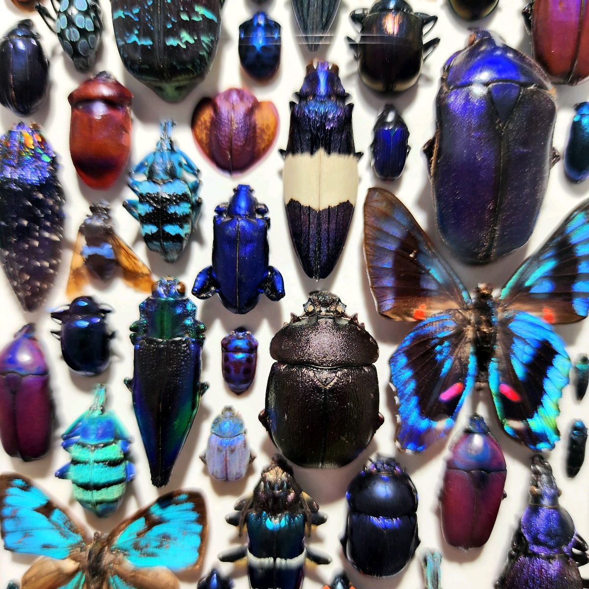 Cover of Autumn galleries