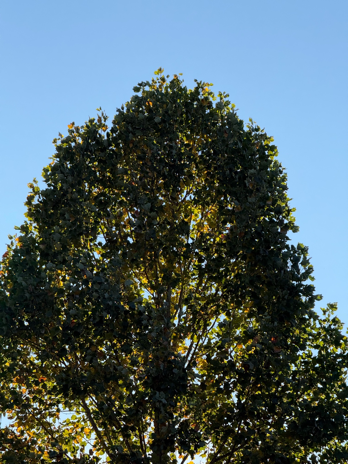 Cover of Fall colors